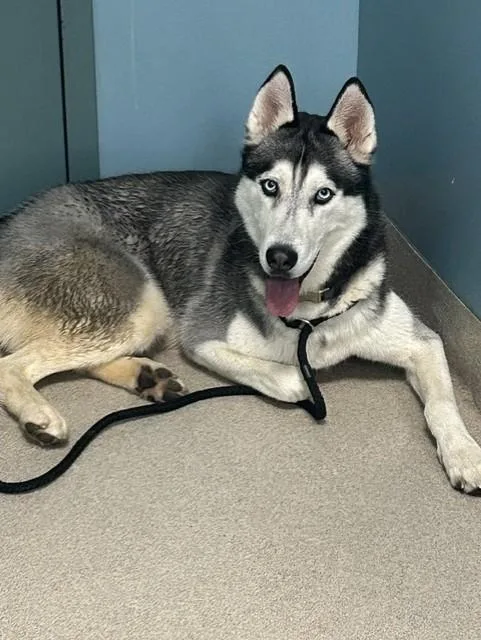 A young large-sized male Siberian Husky dog named Kenzo for adoption in Newton, NC