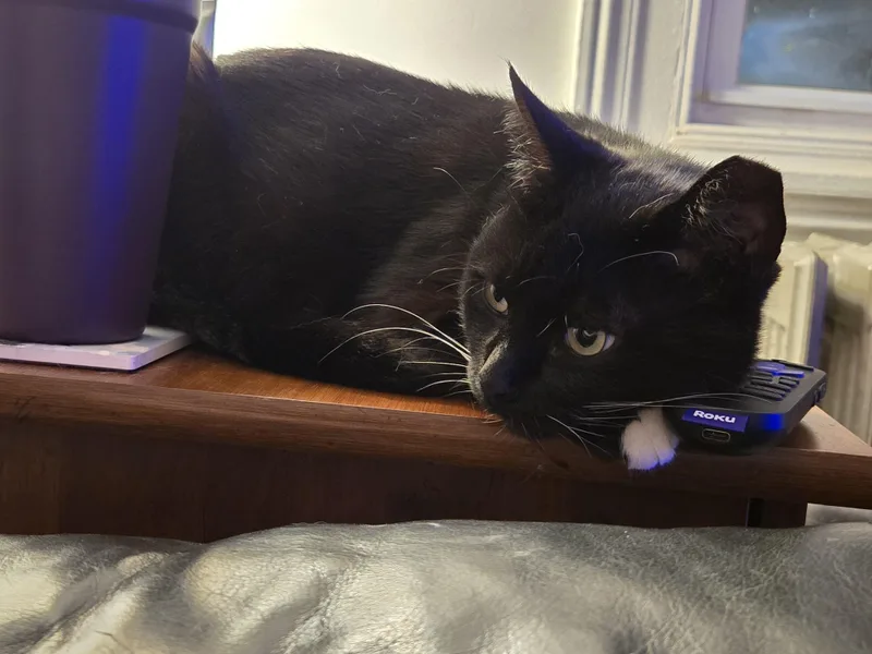 An adult large-sized female Domestic Short Hair cat named Olive for adoption in Philadelphia, PA