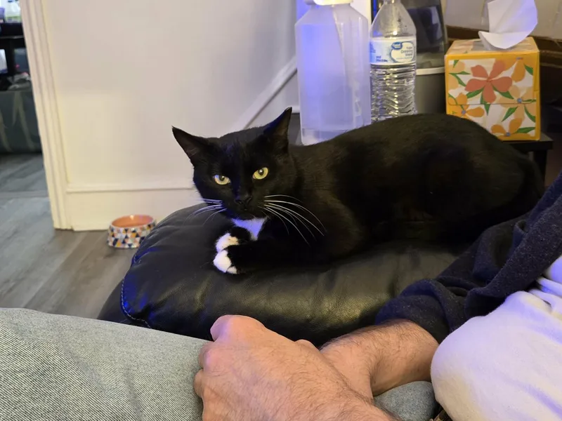 Olive thumbnail 2