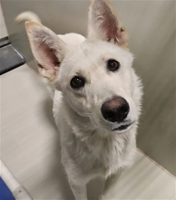A young large-sized male White / Cream German Shepherd Dog dog named Boomer for adoption in Phoenix, AZ