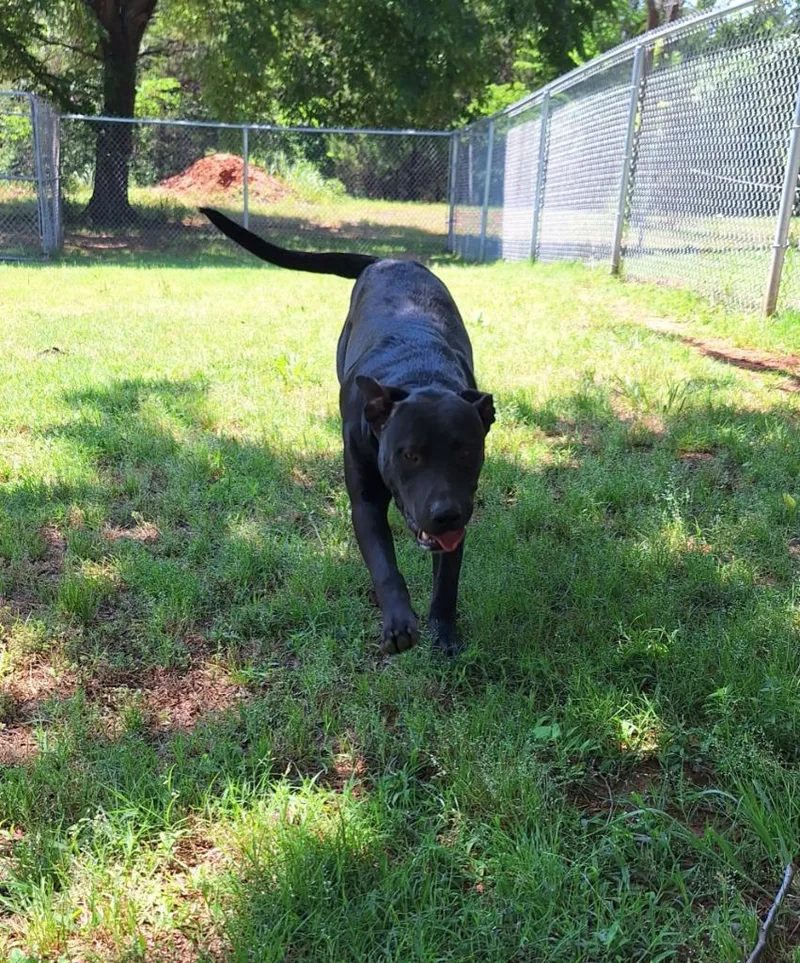 A young large-sized female Labrador Retriever dog named Shade for adoption in Noble, OK