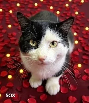 A young medium-sized male Domestic Short Hair cat named Sox for adoption in Frisco, CO