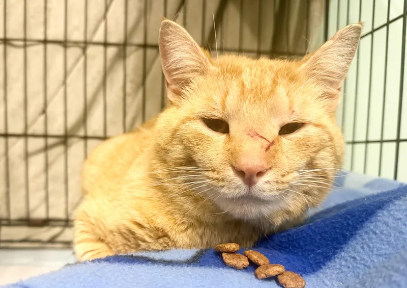 A young large-sized male Orange & White Domestic Short Hair cat named Nino for adoption in Hudson, NY