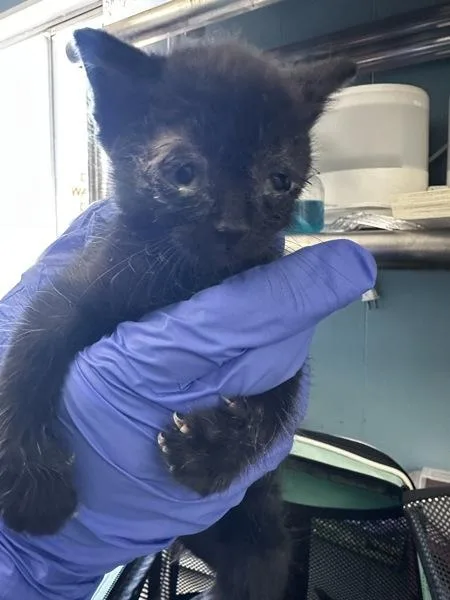 A baby small-sized female Domestic Short Hair cat named Zelda for adoption in Vallejo, CA