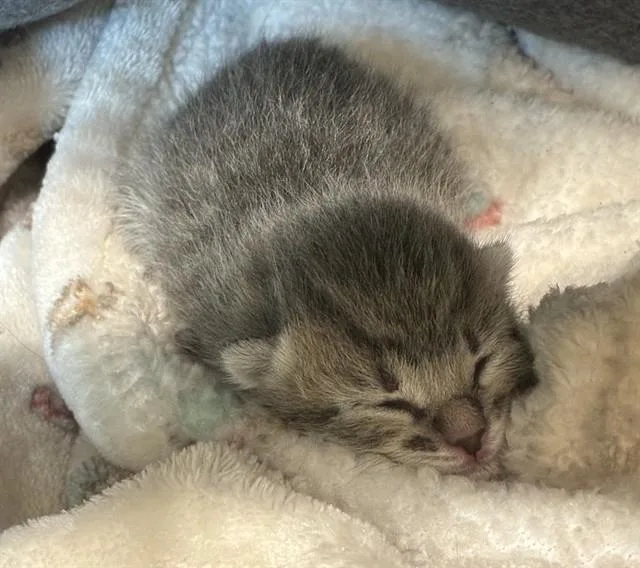 A baby small-sized male Domestic Short Hair cat named Cappi for adoption in Riverside, CA