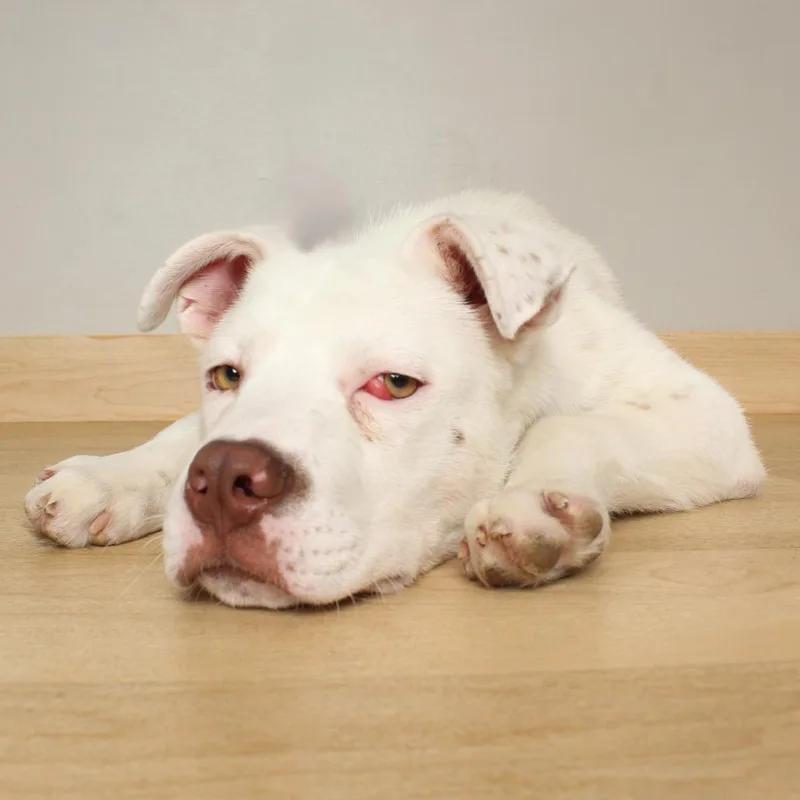 Hobson D thumbnail 4