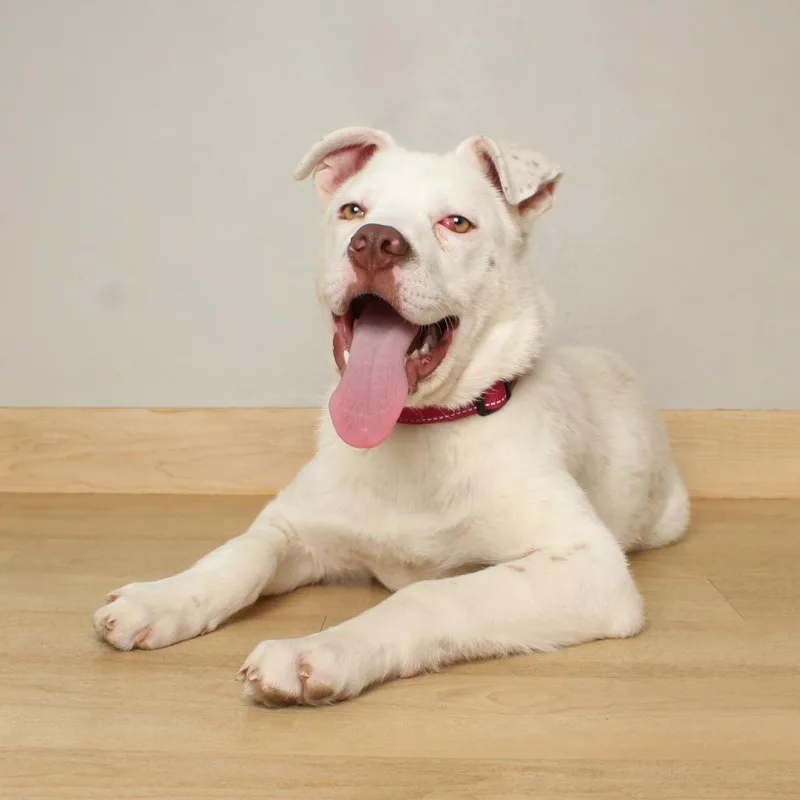 Hobson D thumbnail 5