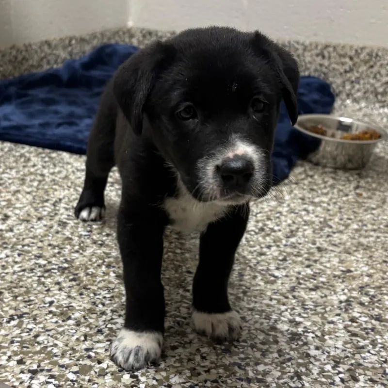 A baby small-sized female Black Cattle Dog dog named Megara for adoption in Morganton, NC