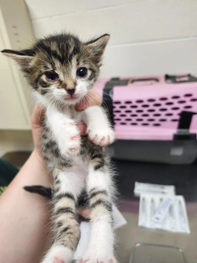 A baby medium-sized male Domestic Short Hair cat named Felix for adoption in Greeneville, TN