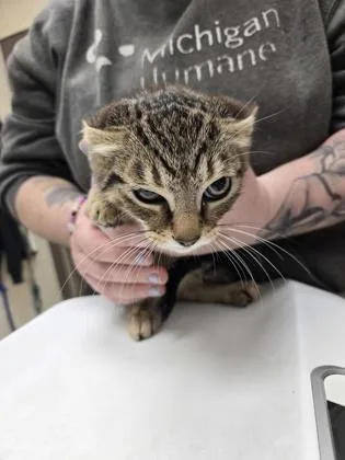A baby small-sized male Domestic Short Hair cat named Booger for adoption in Westland, MI