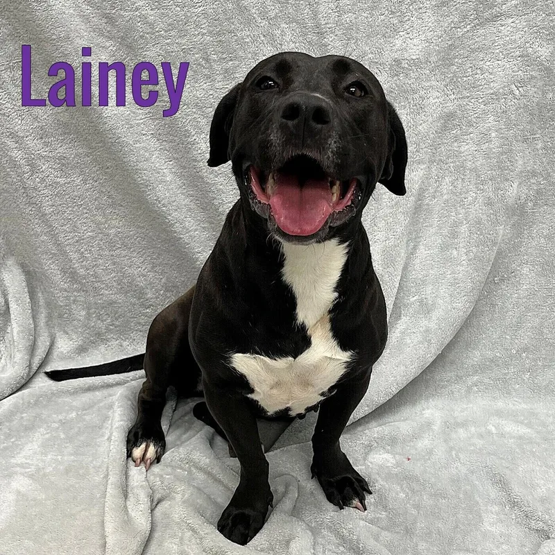 Lainey