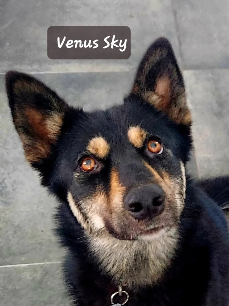 An adult medium-sized female Black German Shepherd Dog dog named Venus Sky for adoption in Homestead, FL