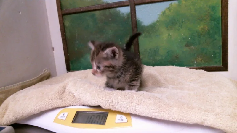 A baby small-sized female Domestic Short Hair cat named Daphnee for adoption in Houston, TX