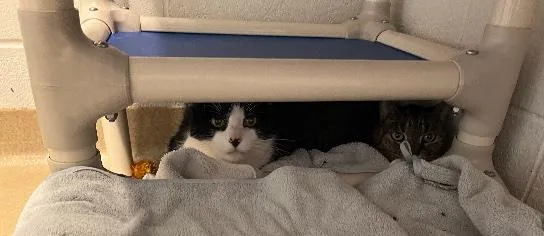 A senior medium-sized male Black & White / Tuxedo Domestic Short Hair cat named Elwood for adoption in Washington Grove, MD