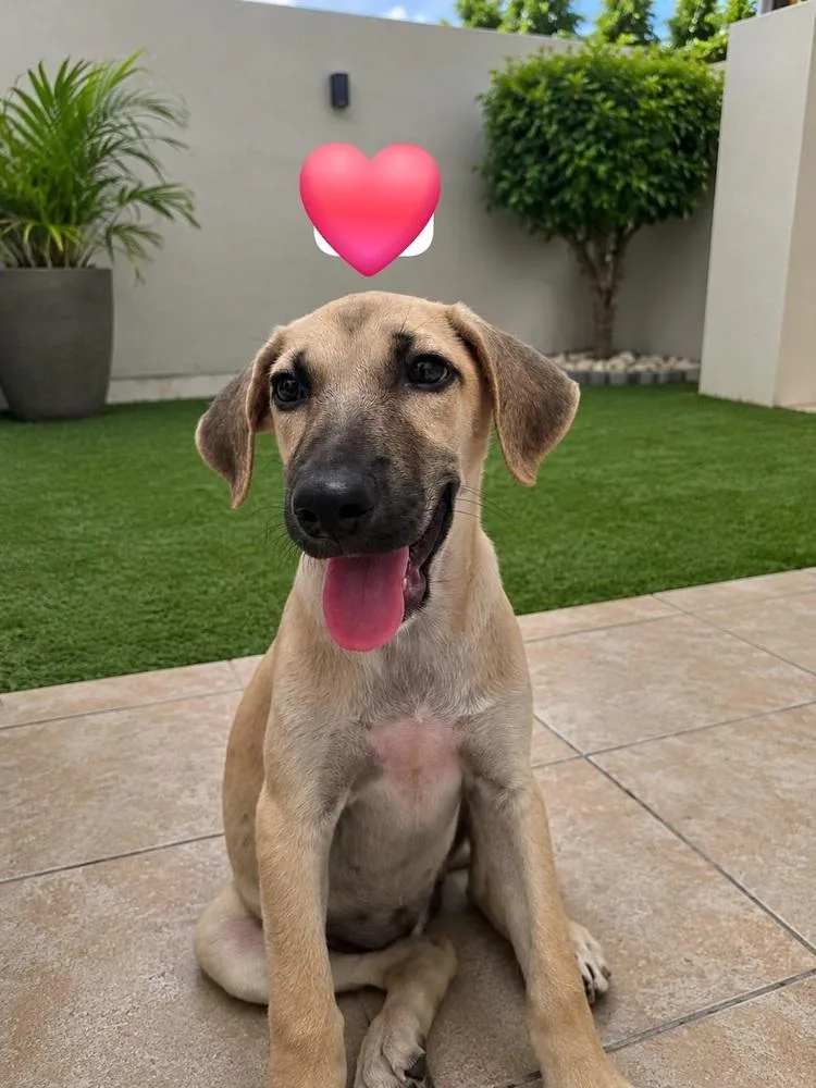 A baby medium-sized female White / Cream Retriever dog named Maya for adoption in Naranjito, PR