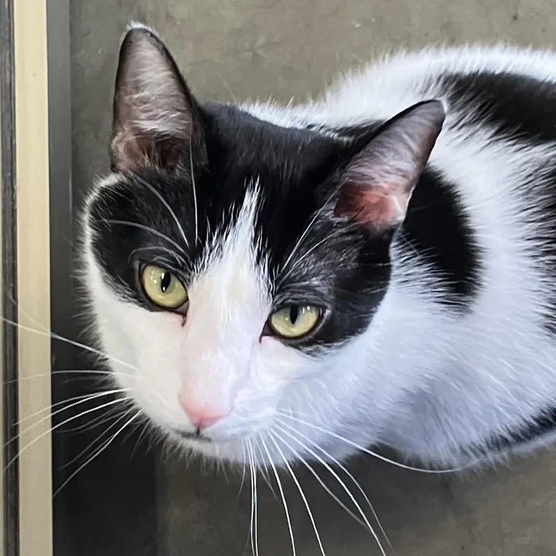 Flynn Rider thumbnail 2