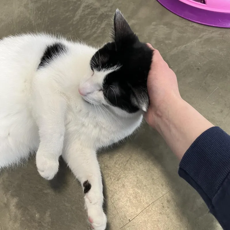 Flynn Rider thumbnail 3