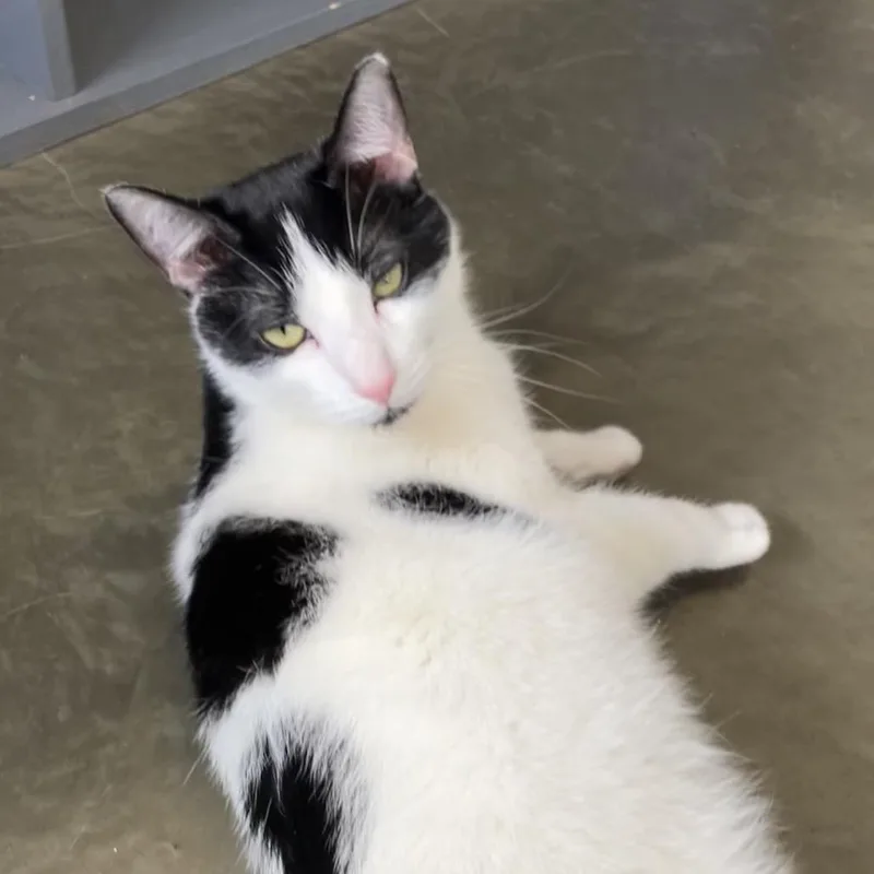 Flynn Rider thumbnail 4