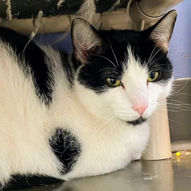 Flynn Rider thumbnail 5