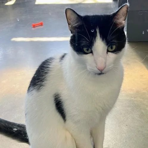 Flynn Rider thumbnail 6