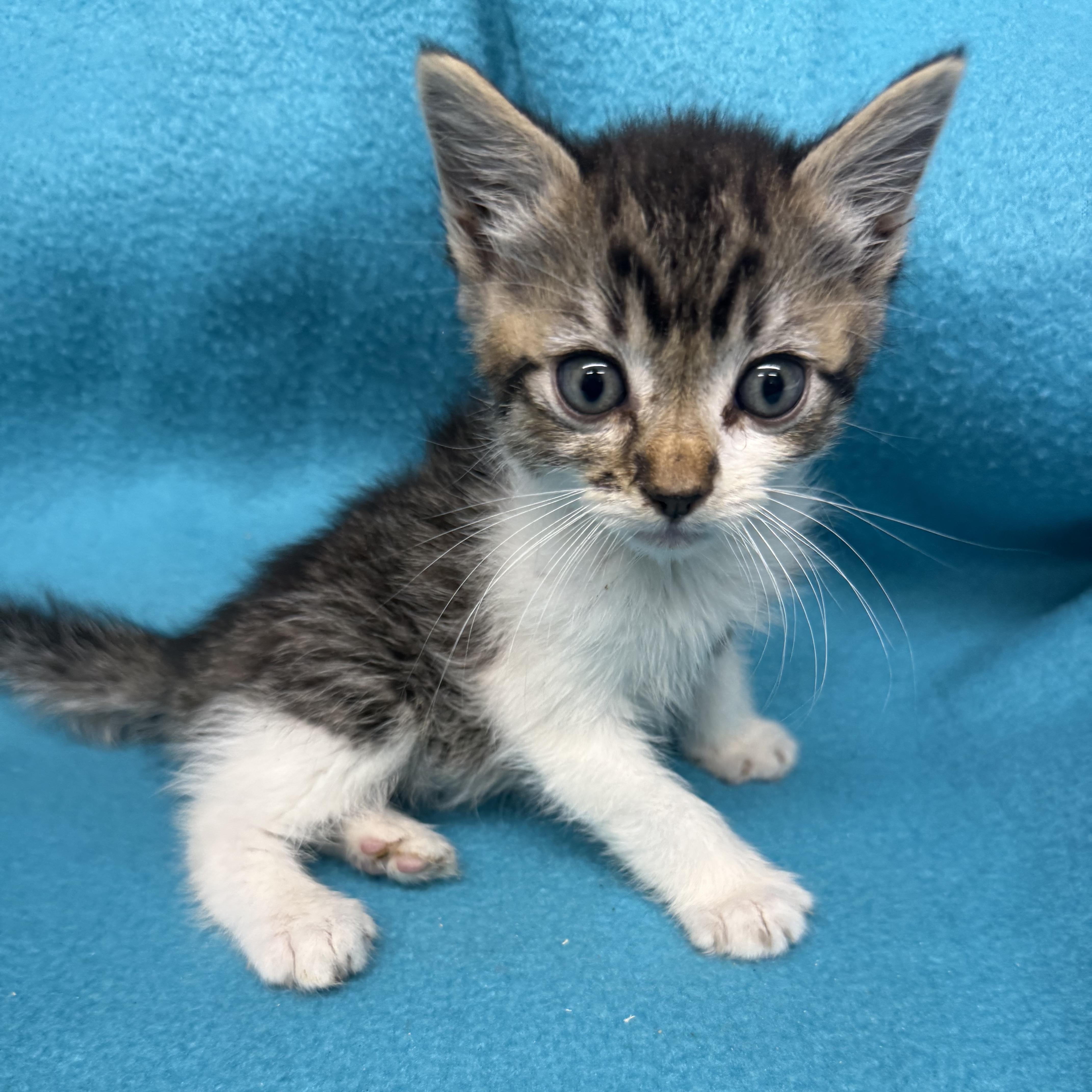 A baby large-sized female Domestic Short Hair cat named Noodles for adoption in Oakdale, CA