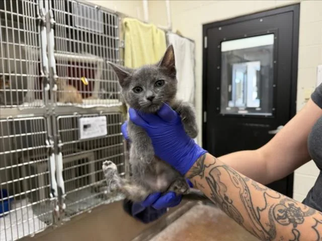A baby small-sized female Domestic Short Hair cat named Mira for adoption in Santa Fe, NM