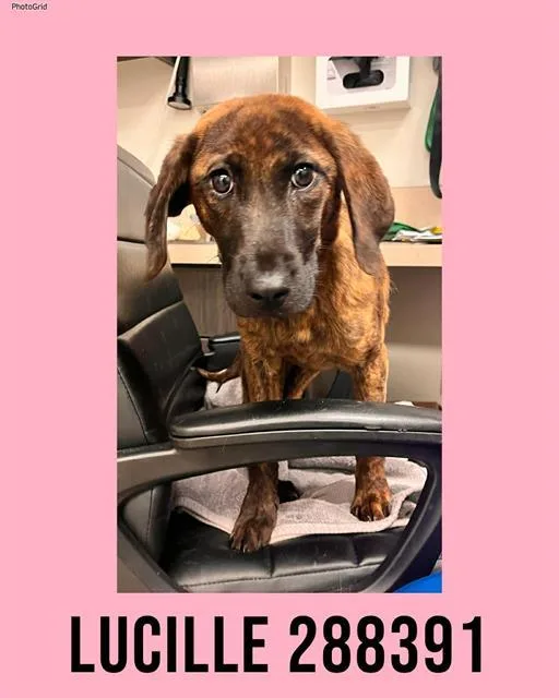 A young small-sized female Plott Hound dog named Lucille for adoption in Macon, GA