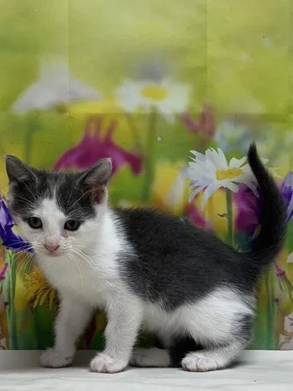 A young small-sized male Domestic Short Hair cat named Finn Hudson for adoption in San Antonio, TX