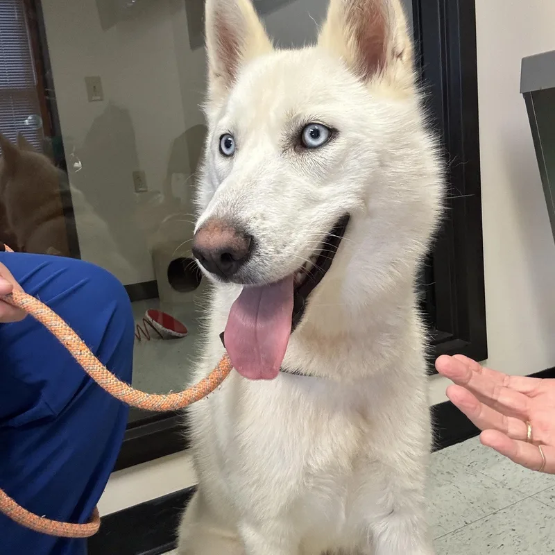 An adult medium-sized female White / Cream Husky dog named Neka for adoption in Fincastle, VA
