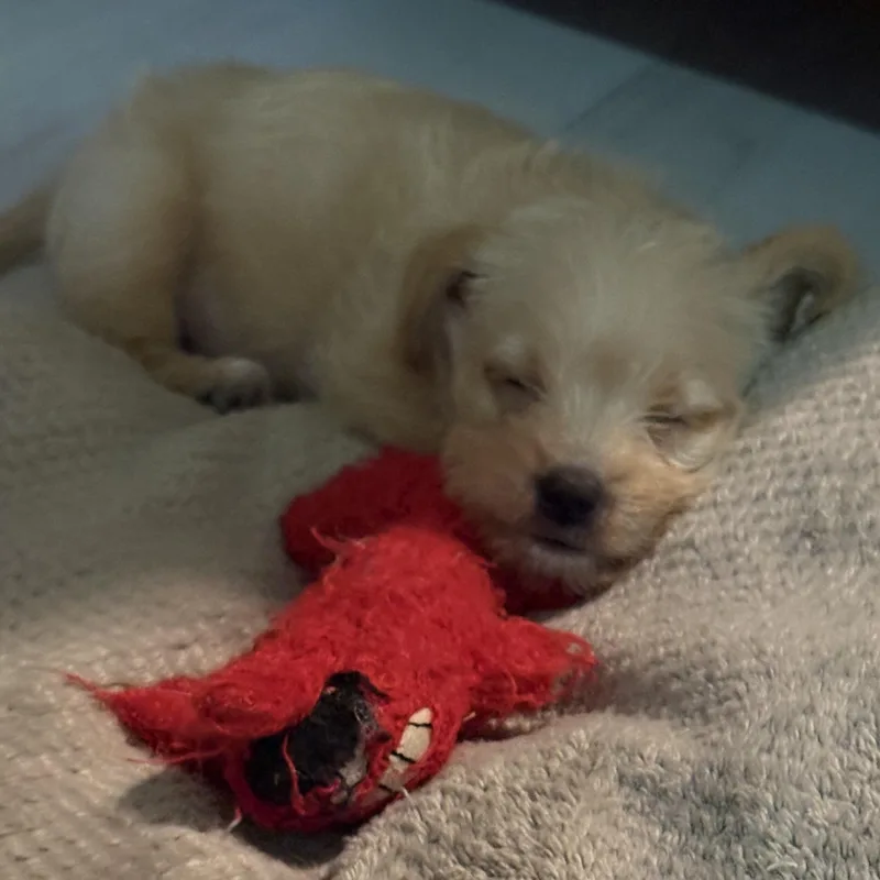 Phoebe thumbnail 2