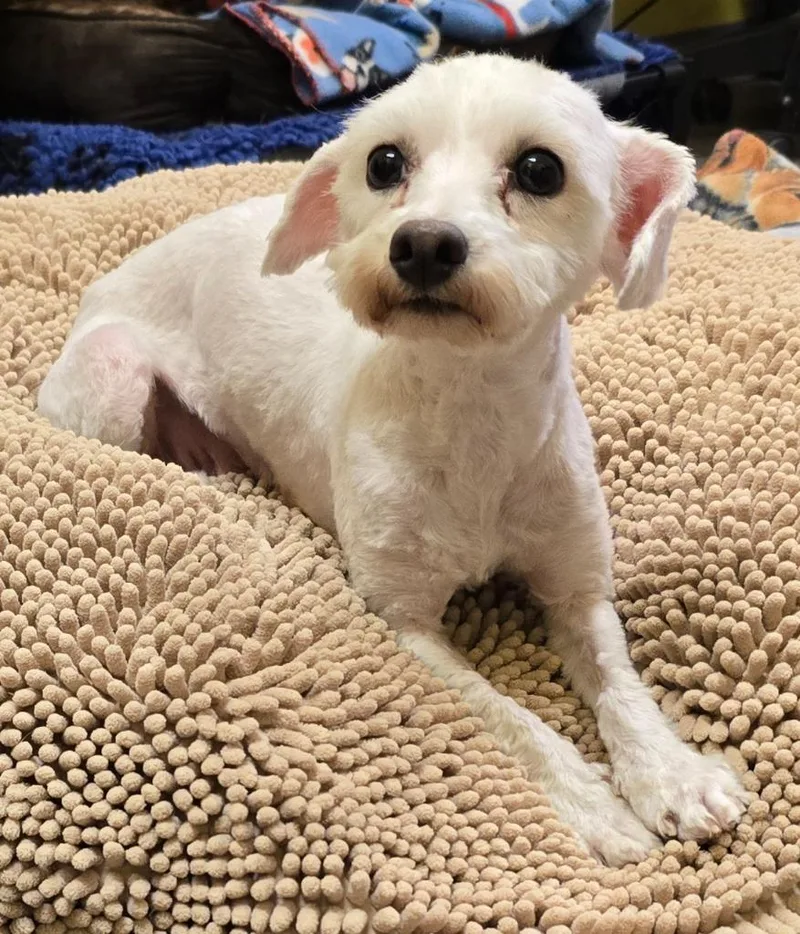 Lola