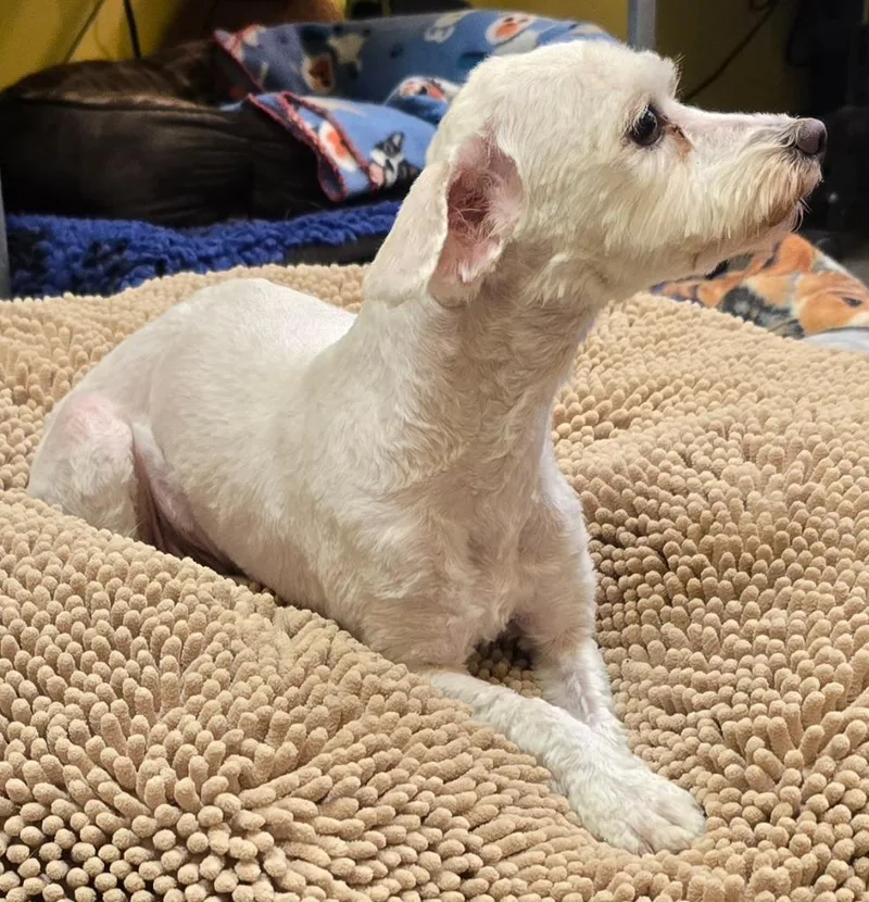 Lola thumbnail 6