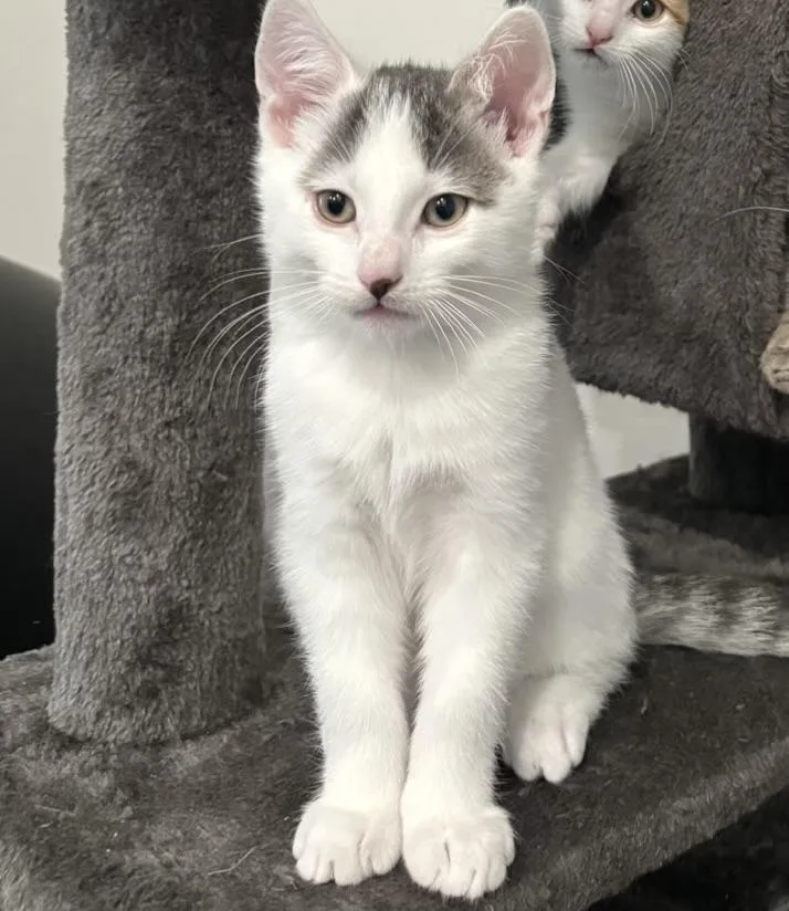 A baby medium-sized male Gray & White Domestic Short Hair cat named Ollie for adoption in Fresno, CA