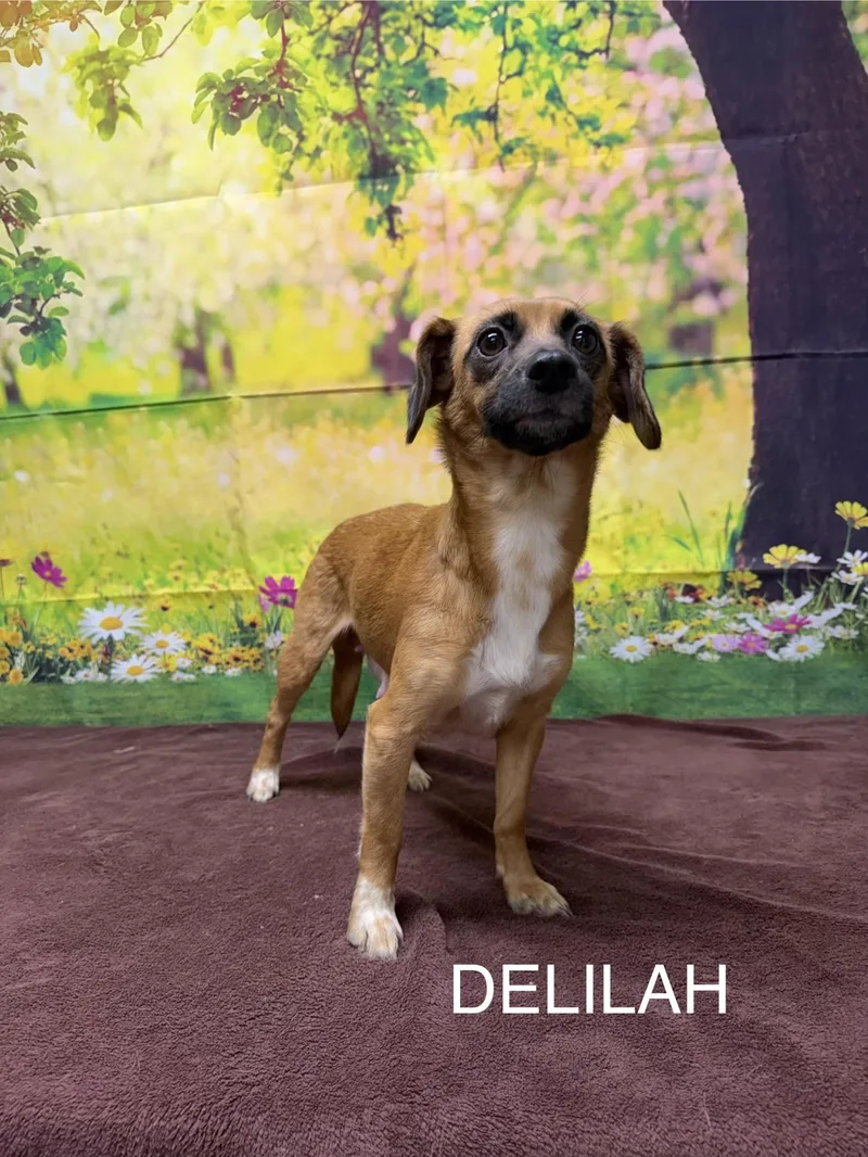 An adult small-sized female Brown / Chocolate Jack Russell Terrier dog named Delilah for adoption in Urbana, OH
