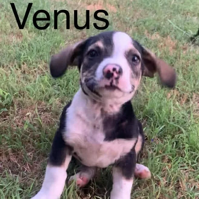 Venus thumbnail 2