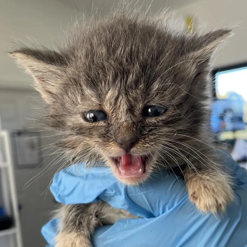 A baby small-sized male Domestic Medium Hair cat named Kristoff for adoption in Chapel Hill, NC
