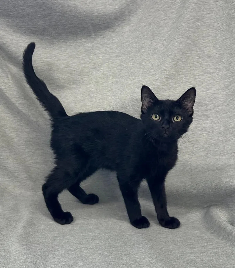 A baby medium-sized female Domestic Short Hair cat named Phoebe for adoption in Newberg, OR