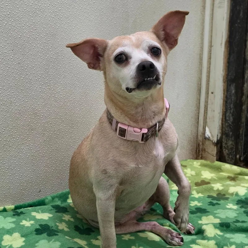 A senior small-sized female Yellow / Tan / Blond / Fawn Chihuahua dog named Francis Chino Hills for adoption in Chino Hills, CA