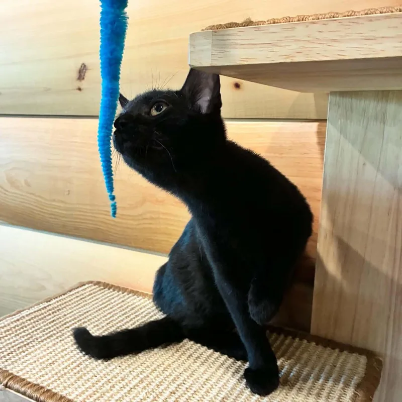 A baby medium-sized female Black Domestic Short Hair cat named Star for adoption in Hawley, PA
