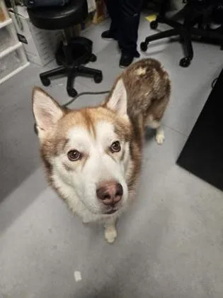An adult medium-sized male Siberian Husky dog named Kyryll for adoption in West Chester, PA