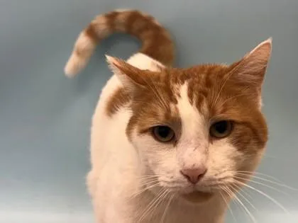 An adult small-sized male Domestic Short Hair cat named Appa for adoption in Woodbury, MN