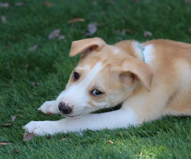 Asha's Honor thumbnail 2