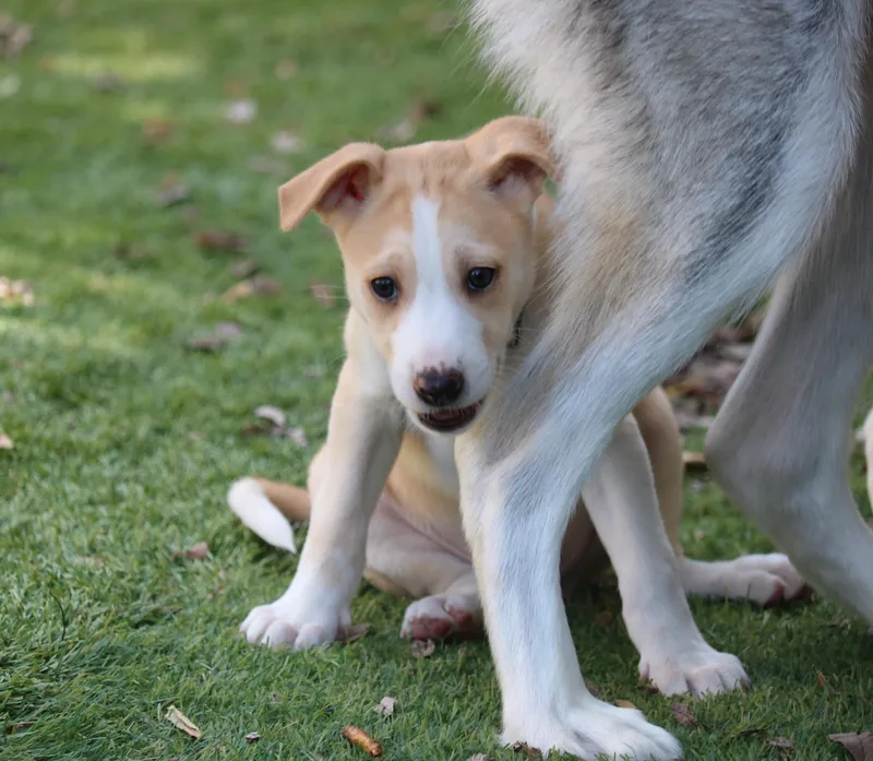 A baby large-sized female Yellow / Tan / Blond / Fawn Husky dog named Asha's Honor for adoption in San Diego, CA