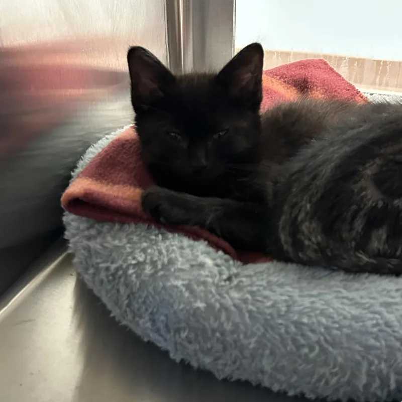 A baby small-sized male Black Domestic Short Hair cat named Squid for adoption in Ottawa, KS