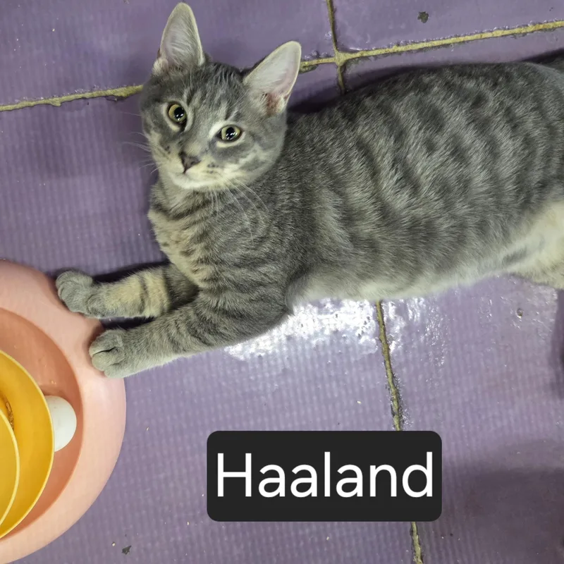 A young medium-sized male Tabby (Gray / Blue / Silver) Domestic Short Hair cat named Haaland for adoption in SNOW HILL, NC