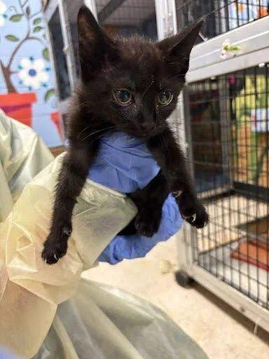 A baby small-sized male Domestic Short Hair cat named Pickle for adoption in Washington, DC