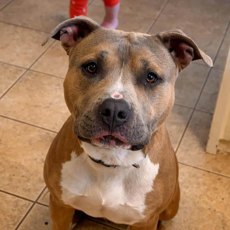 A young small-sized male Brown / Chocolate Pit Bull Terrier dog named Zeus for adoption in Rogersville, MO
