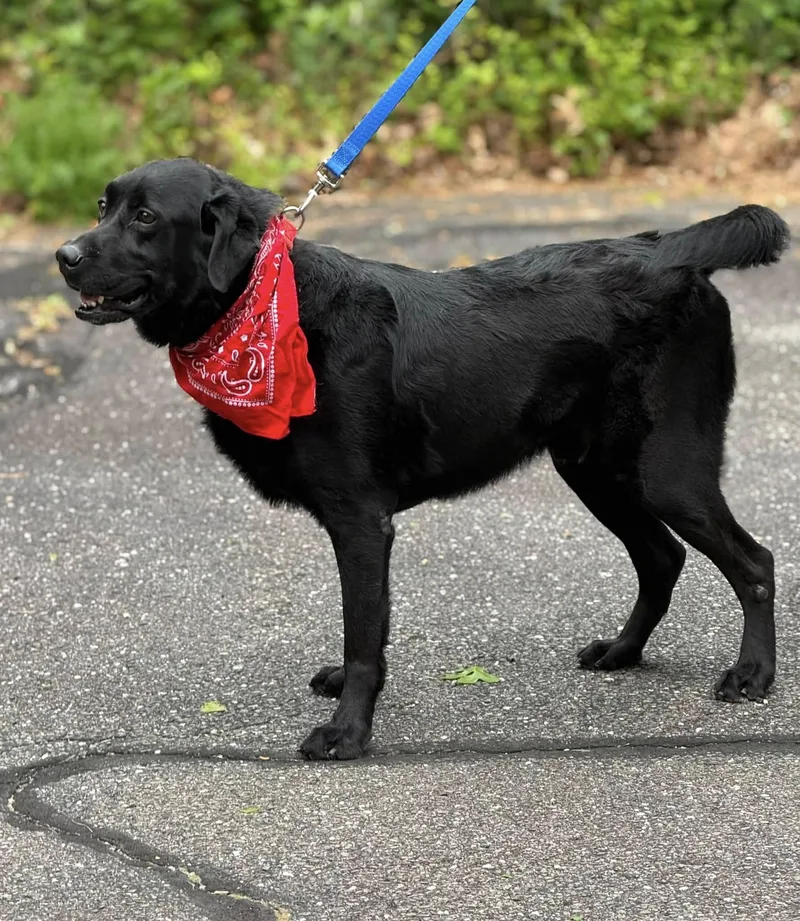 An adult large-sized male Black Labrador Retriever dog named Aimar for adoption in Old Westbury, NY