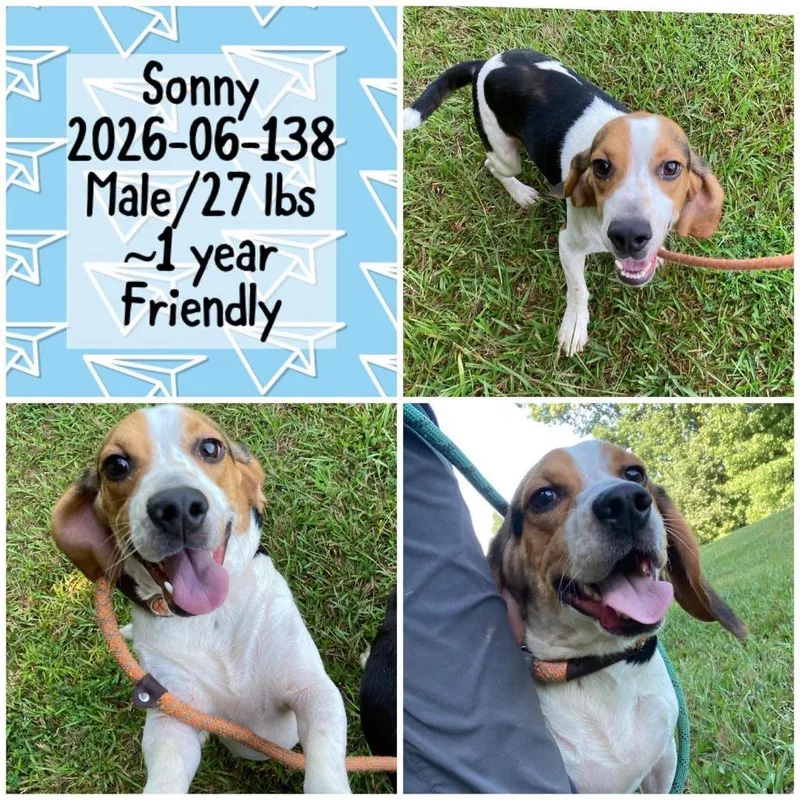 An adult medium-sized male Beagle dog named Sonny for adoption in Winder, GA