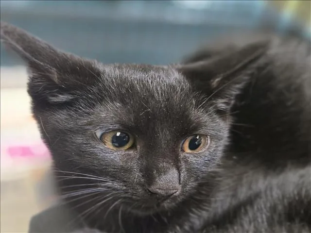 A baby small-sized female Domestic Short Hair cat named Lemon Drop for adoption in Los Angeles, CA